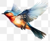 PNG Flying bird animal transparent background