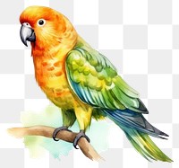 PNG Parrot animal bird transparent background