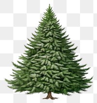 PNG Christmas tree plant pine