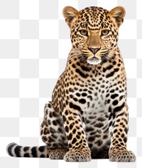 PNG Leopard wildlife cheetah animal. 