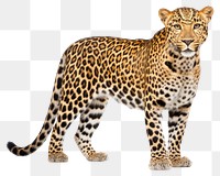 PNG Leopard wildlife cheetah animal. 