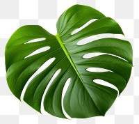 PNG Leaf plant white background xanthosoma. AI generated Image by rawpixel.
