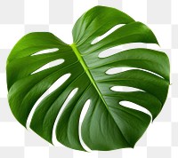 PNG Leaf plant white background xanthosoma. 