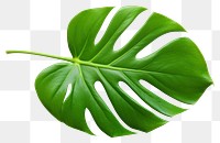 PNG Leaf plant white background xanthosoma. AI generated Image by rawpixel.