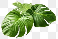 PNG Plant leaf white background xanthosoma. 