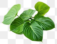 PNG Plant leaf white background xanthosoma. 