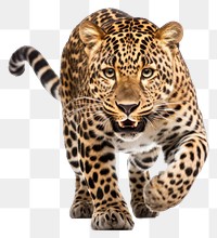 PNG Leopard wildlife cheetah animal. 