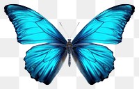 PNG Butterfly animal insect invertebrate. 