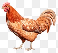 PNG Chicken poultry animal fowl. AI generated Image by rawpixel.