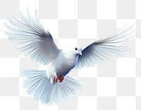 PNG Animal flying white bird. 