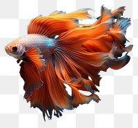 PNG Goldfish aquatic animal underwater. 