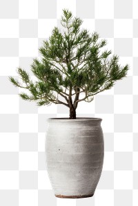 PNG Plant tree houseplant pot. 