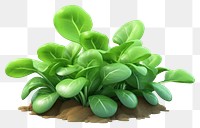 PNG Vegetable spinach plant leaf. AI generated Image by rawpixel.