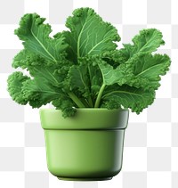 PNG Kale vegetable plant leaf. 