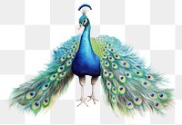 PNG Peacock animal bird creativity. 