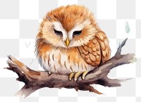 PNG Owl cartoon drawing animal. 