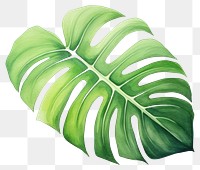 PNG Plant leaf backgrounds xanthosoma. 