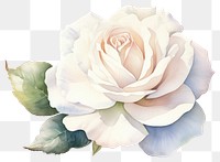 PNG Flower rose plant white. 