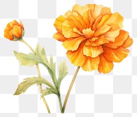 PNG Flower marigold dahlia petal