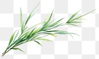 PNG Plant grass leaf freshness