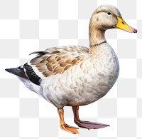 PNG Duck animal goose bird. 