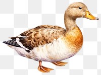 PNG Duck animal bird anseriformes. 