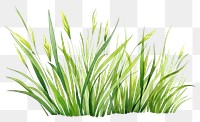 PNG Grass plant tranquility wheatgrass. 