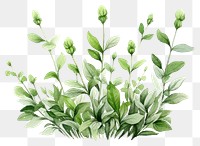 PNG Herbs flower plant leaf