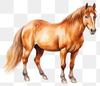 PNG Horse stallion cartoon mammal. AI generated Image by rawpixel.
