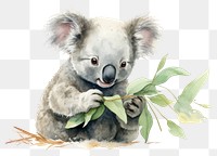 PNG Wildlife animal mammal koala. 