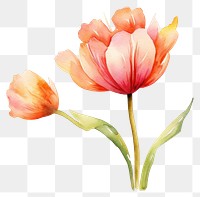 PNG Flower tulip petal plant. AI generated Image by rawpixel.