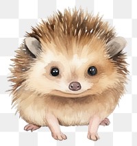 PNG Hedgehog mammal animal rodent. 