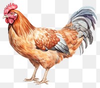 PNG Chicken poultry animal bird. 