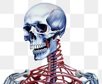 PNG Fracture skeleton anatomy biology. 