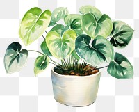 PNG Plant leaf houseplant freshness. AI generated Image by rawpixel.