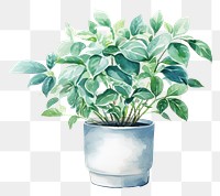 PNG Plant leaf vase houseplant. 