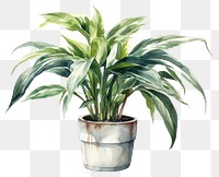 PNG Plant leaf houseplant freshness. 