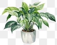 PNG Plant vase leaf houseplant. 