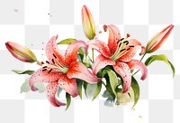 PNG Flower lily plant inflorescence. AI generated Image by rawpixel.