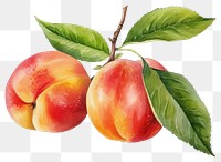 PNG Peach apple fruit plant. AI generated Image by rawpixel.