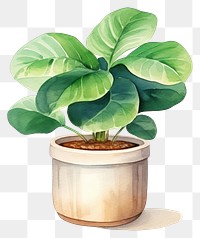 PNG Plant leaf vase xanthosoma. AI generated Image by rawpixel.