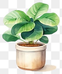 PNG Plant leaf vase xanthosoma. 