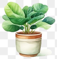 PNG Vegetable plant leaf houseplant. 