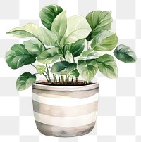 PNG Plant leaf vase houseplant. 