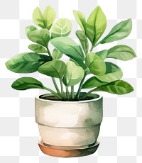 PNG Plant leaf vase houseplant. AI generated Image by rawpixel.