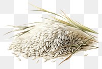 PNG Plant wheat food rice. AI generated Image by rawpixel.
