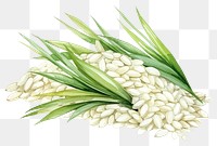 PNG Plant food triticale vegetable. AI generated Image by rawpixel.
