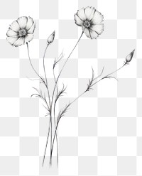 PNG Flower sketch drawing plant. AI generated Image by rawpixel.