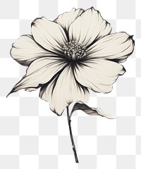 PNG Drawing flower sketch plant. 