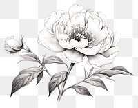 PNG Flower pattern drawing sketch
